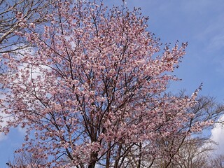Naklejka premium 桜のある風景
