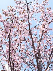 桜 サクラ