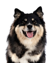Finnish Lapphund in studio