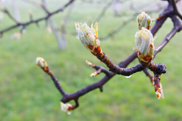 Fruit tree branch with blossom, soft focus background