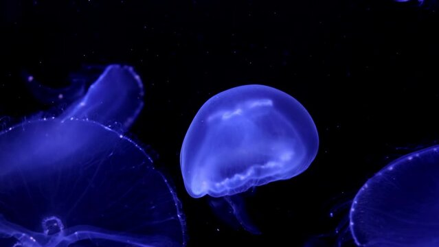 jellyfishes illuminated with blue moonlight swimming