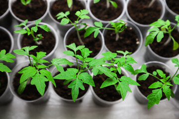 Young tomato seedlings in pots on a white window. Close-up. Seedlings and harvest