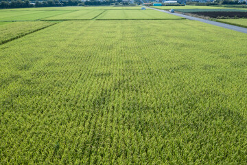 田園風景の空撮