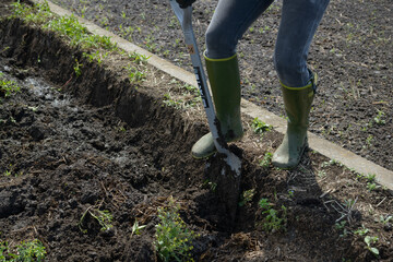 田んぼの畔塗り（黒つけ）
