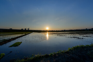 田植え直後の水田と日の出
