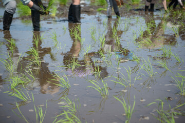 田植え