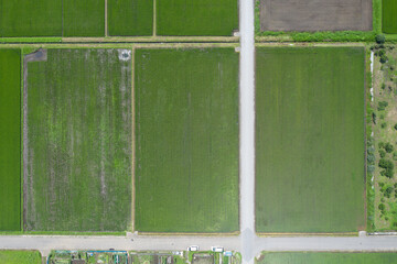 田植え直後の水田　空撮
