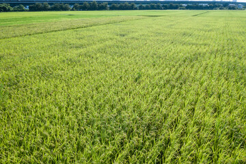 田園風景の空撮