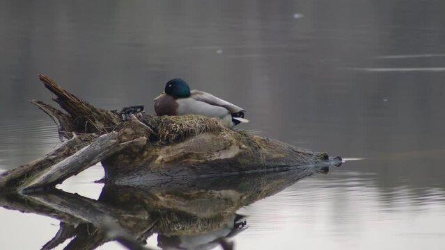 duck on tree in a pond wild bird marsh water wetland