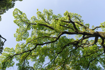 青空と新緑。東京赤坂にある氷川神社の境内
