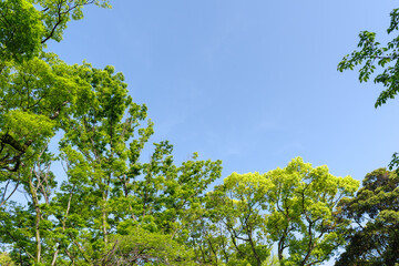 青空と新緑。東京赤坂にある氷川神社の境内