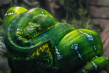 The green snake curled up into a ball and hid its head. Close-up, blurred background