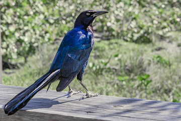 Rüppell's starling (Lamprotornis purpuroptera, Bird Rüppell's starling (Lamprotornis purpuroptera, Rueppell's glossy-starling, Rueppell's long-tailed starling, family Sturnidae) on a wooden railing in