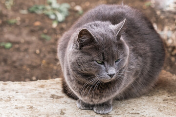 Obraz premium Portrait of a gray cat with green eyes sitting on the stones half a turn