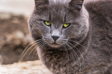 The head of a gray cat with yellow-green eyes close-up with a blurred background. Confident cat condescendingly looks at the camera