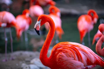 Selbstklebende Fototapeten Closeup profile portrait of a pink flamingo. A group of flamingoes. Pink flamingos against green background. Phoenicopterus roseus, flamingo family. © Volodymyr