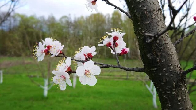 Fruit tree branch with blossom, soft focus background 