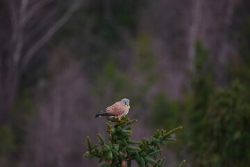 Common Kestrel in the mountains