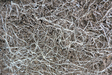A close-up of a root system in soil
