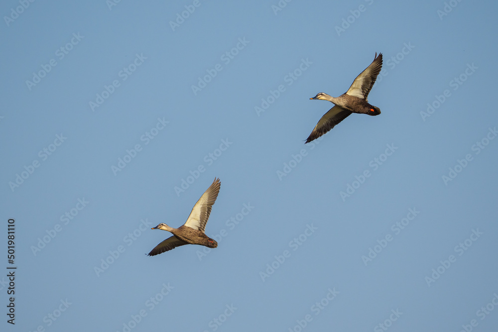 Wall mural Two wild ducks are flying in the sky