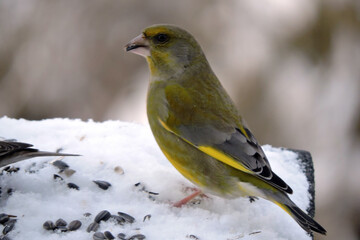 A portrait of a male greenfinch standing in snow and eating sunflower seeds, blurred background