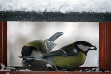 Two great tits inside a wooden bird feeder, some snow on the roof