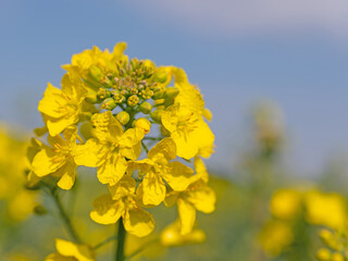 Blühender Raps, Brassica napus, im Frühling