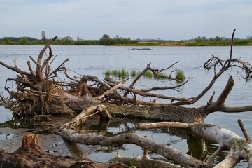 the trunk of a fallen tree lying in the water of the Vistula River