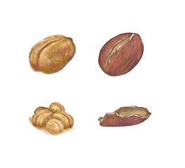 Set of realistic roasted shelled and unshelled peanuts in digital illustration art design