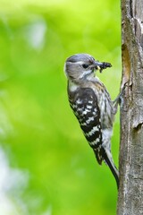 ゴールデンウィークの新緑の公園で子育てに励む身近な小鳥コゲラ