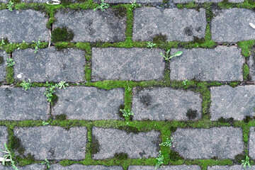 Rough old stone wall with sprouted green moss. Old mossy stonework.