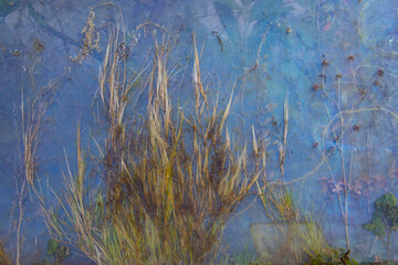 Fototapeta premium Grass growing between glass plates
