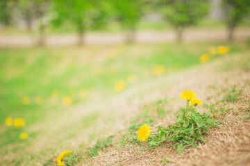丘で咲くたんぽぽ