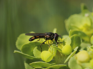 Macro photo of a Platycheirus peltatus (Hoverfly) no a small green flower