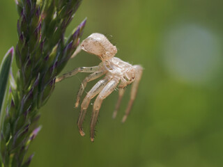 Macro photo of a  crab spider hanging onto a plant (Xysticus Croceus)