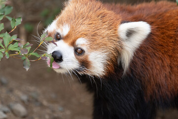 可愛いレッサーパンダ