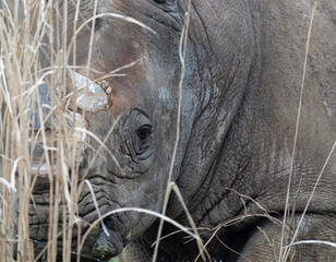 Obraz premium サイ