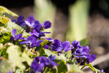 Bunch of blooming violets, also called Viola odorata or veilchen