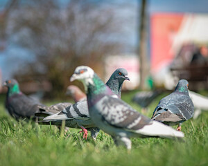 Pigeon in an urban environment on a summer day.