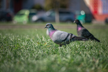 Pigeon in an urban environment on a summer day.
