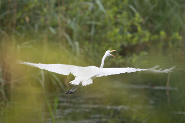 Silberreiher (Ardea alba)
