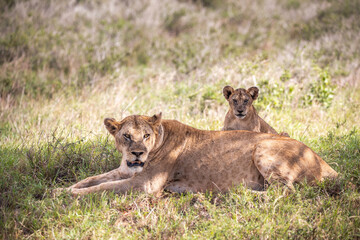 Fototapeta na wymiar Lion family in Kenya, savanna. Big lioness, lion mom with children in a meadow, wildlife on safari, masai mara. Spectacular big cat