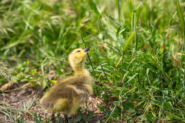 Canadian Gosling on the grass.