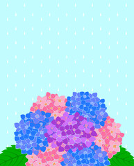 雨と紫陽花の花の背景イラスト