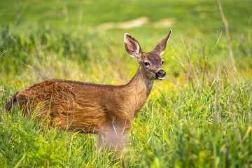 A young California Mule Deer (Odocoileus hemionus californicus) stands on a meadow. 