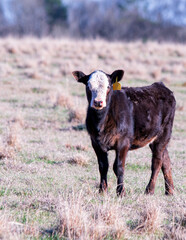 Black baldy calf portrait w negative space