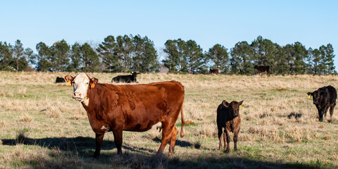 Hereford commercial cow with her calf with herd