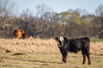 Muddy black baldy calf
