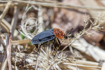 Chrząszcz ścierwiec w okresie wiosennym