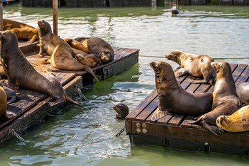 Fototapeta premium Sea Lions at the Pier in San Francisco. 